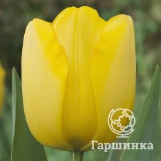 Тюльпан Голден парад-2