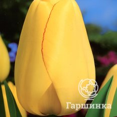 Тюльпан Голден парад-3