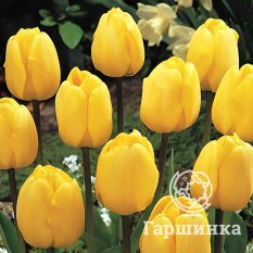 Тюльпан Голден парад-4