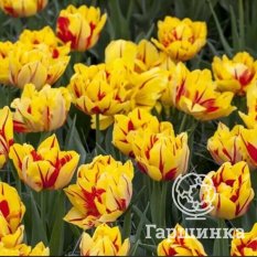 Тюльпан Монзела-1