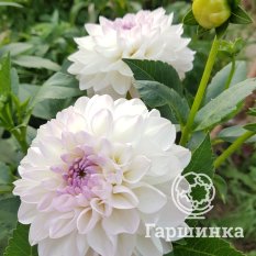 Георгина Эвелин-1