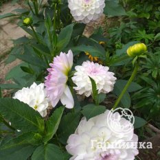 Георгина Эвелин-2