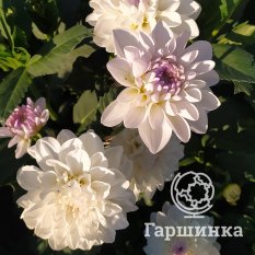 Георгина Эвелин-3