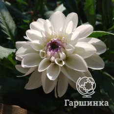 Георгина Эвелин-4