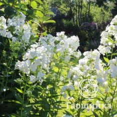 Флокс метельчатый Давид (David)-3