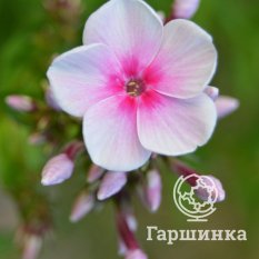 Флокс метельчатый Европа (Europa)-4