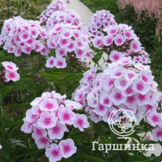 Флокс метельчатый Европа (Europa)-1