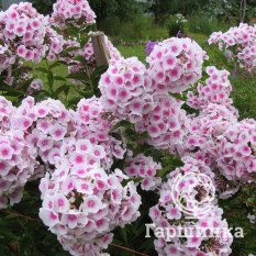 Флокс метельчатый Европа (Europa)-2