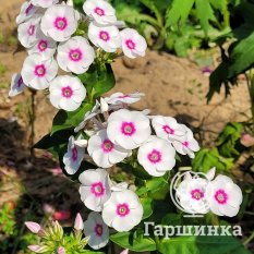 Флокс метельчатый Европа (Europa)-3