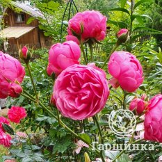 Роза Помпонелла-3