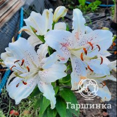 Мускадет (Muscadet)-1