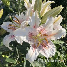 Мускадет (Muscadet)-2