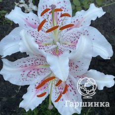 Мускадет (Muscadet)-3