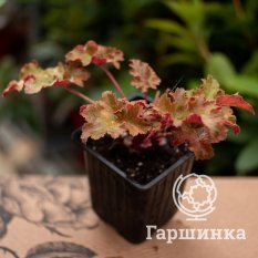 Амбер Вэйвс-4