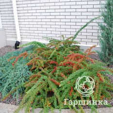 Грин Карпет-2