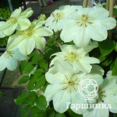 Джернси Крим-3