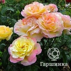 Роза Глория Дэй-4