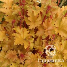 Амбер Вэйвс-3