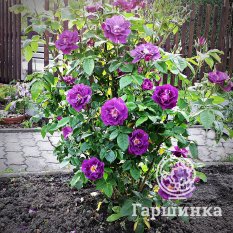 Роза Рапсоди ин Блю-3