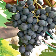 Агат донской-1