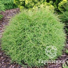 Мистер Боулинг Болл-1