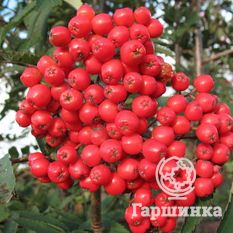 Алая крупная-1