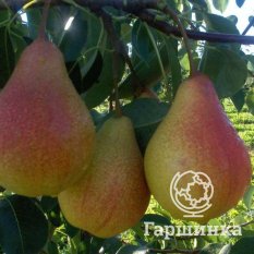 Груша Кафедральная-1