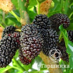 Шелковица черная-1