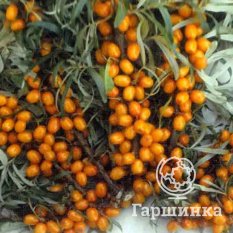 Москвичка-1