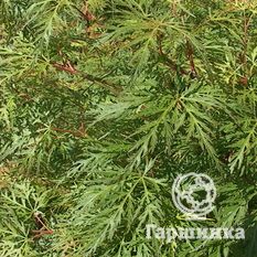 Эмеральд Лейс-1