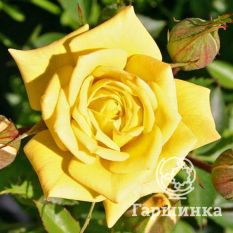 Роза Зонненкинд миниатюрная-1