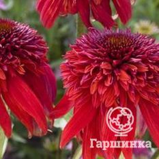 Эксцентрик-1