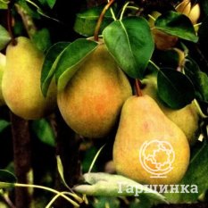 Груша Купава -1