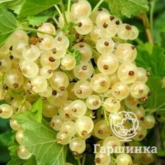 Версальская-1