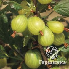 Финский зеленый-1