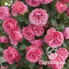 Роза Леонардо да Винчи-1