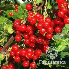 Джонкер Ван Тетс-1