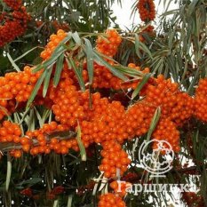 Оранжевая-1