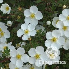 Абботсвуд-1