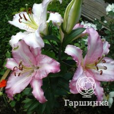 Бразилия (Brasilia)-1