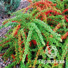 Грин Карпет-1