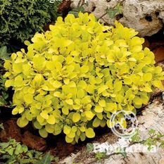 Спешиал Голд-1