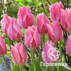 Тюльпан Альберт Хейн-1