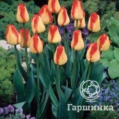 Американ Дрим-1