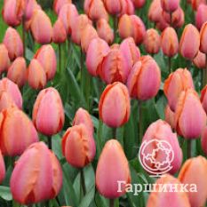 Априкот Импрешн-1