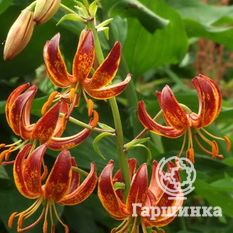 Арабиан Найт (Arabian Night)-1