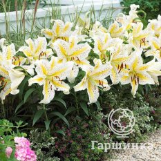 Ауратум Голд Бенд (Auratum Gold Band)-1