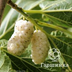 Шелковица белая-1