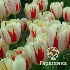  Бенинг Хат Дарвина -1