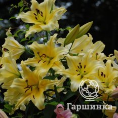 Барута (Baruta)-1